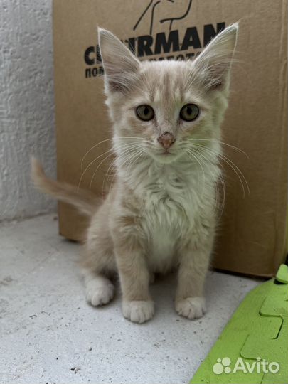 Курильский бобтейл