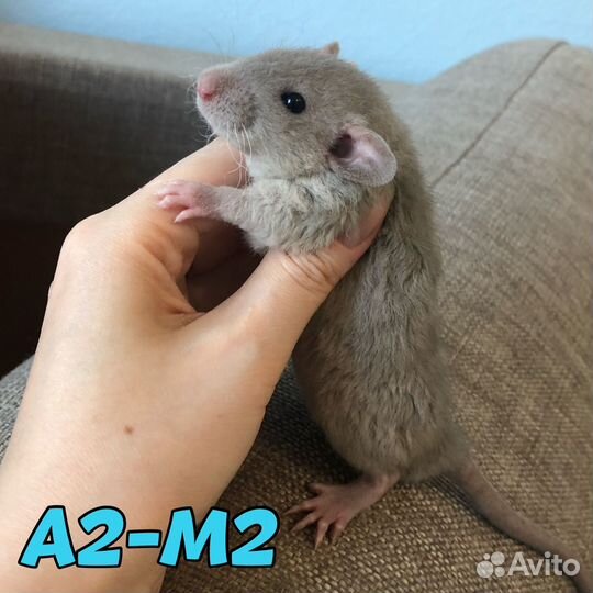 Крысята мальчики, кудрявые и стандарт