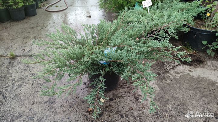 Можжевельник горизонтальный Хьюз