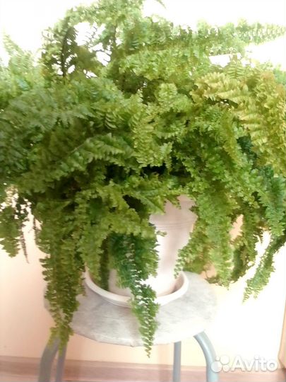 Папоротник