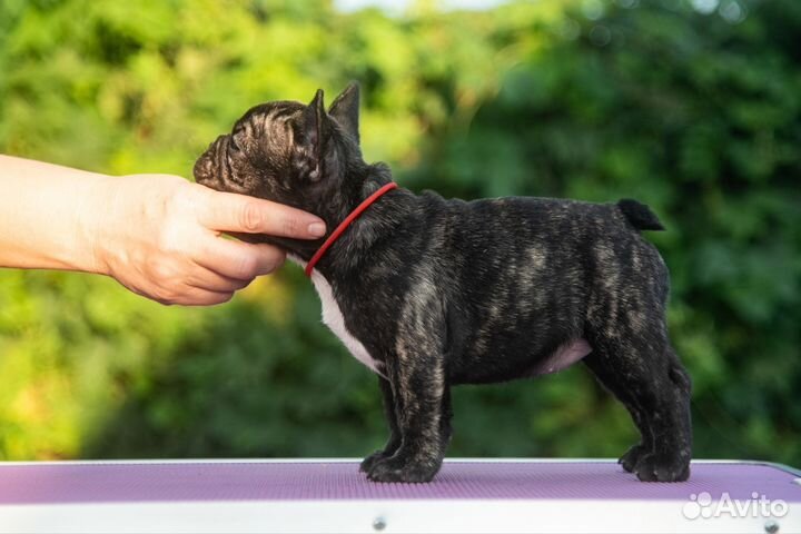 Две девочки- две красавицы