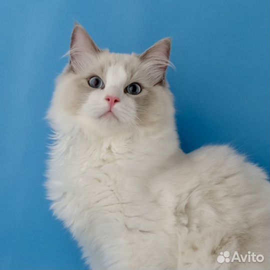 Котик Ragdoll в разведение/любимцы