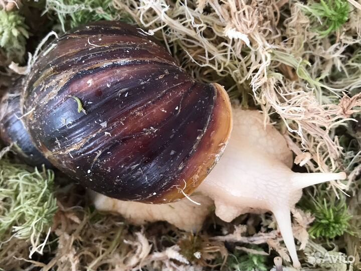 Улитки ахатины за любую белую шоколадку