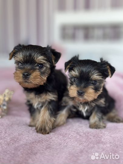 Йоркширский терьер мини