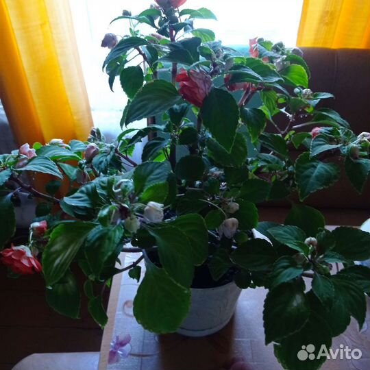 Бальзамин махровый