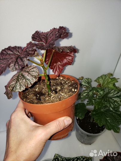 Бегония декоративно лиственная