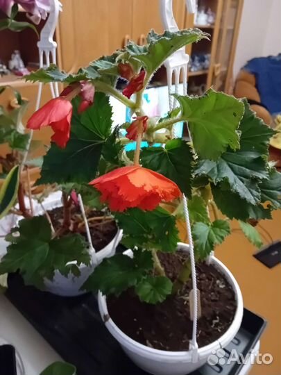 Бегония ампельная