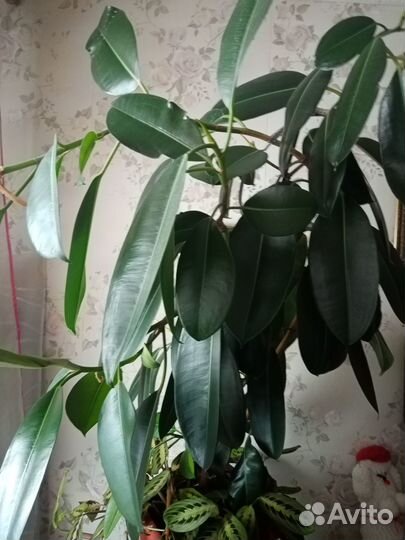 Фикус большой
