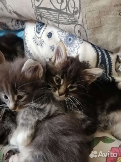 Кошка в дар мей-кун