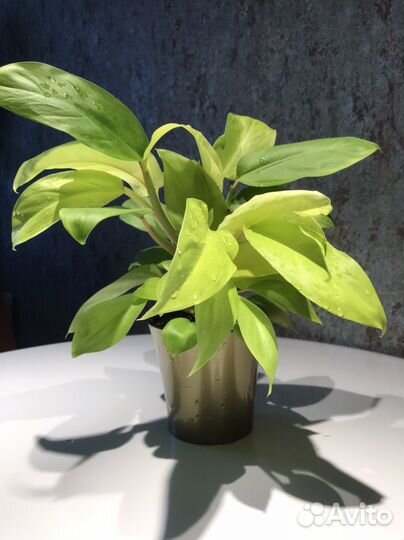 Филодендрон neon