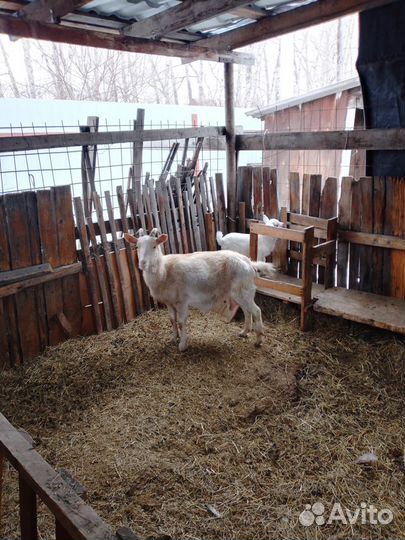 Продам дойных коз с козлятами