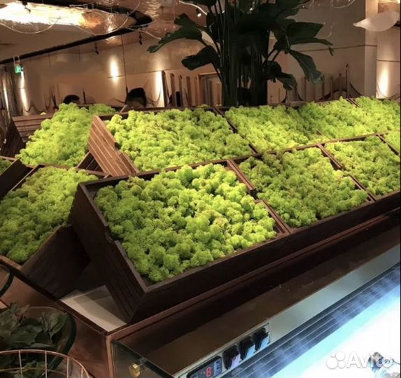 Мох живой стабилизированный ягель