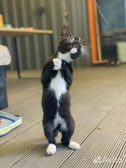 Милые котята ищут добрые ручки