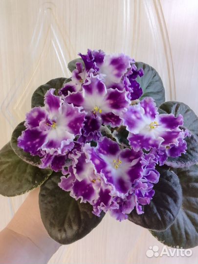 Набор сортовых фиалок