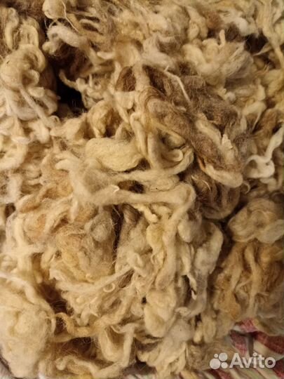 Шерсть овечья мытая