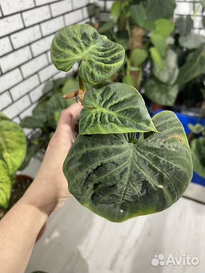 Филодендрлн Веррукозум Кондор