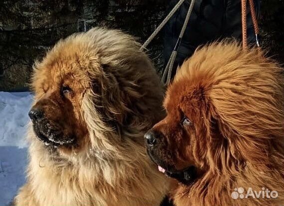 Тибетский мастиф щенки