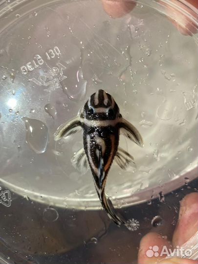 Продам номерных сомов L046, коряги яблони