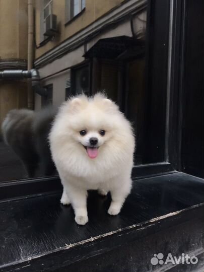 Шпиц померанский Вязка Медвежонок