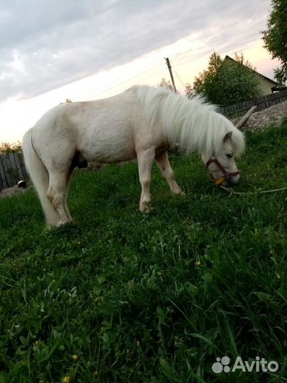 Пони кобыла 120см