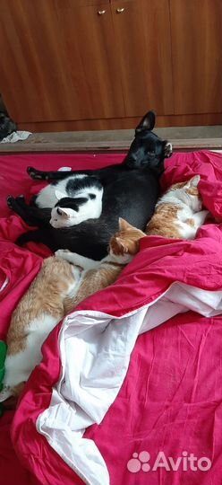 Ищет дом не крупный пёсик Барри