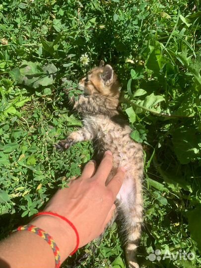 Котики маленькие бесплатно