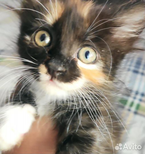 Котята