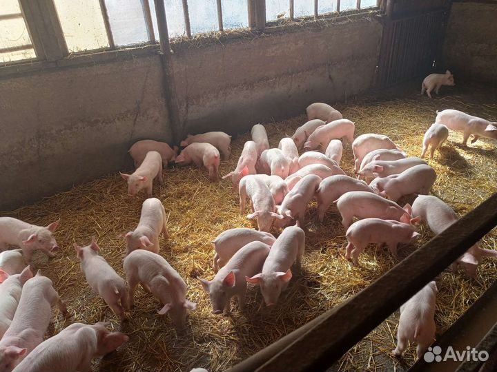 Поросята