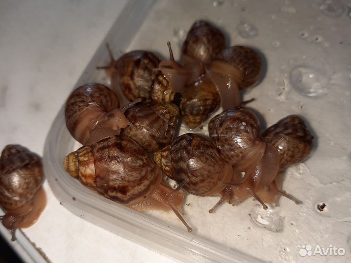 Улитки ахатины маленькие