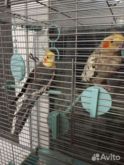 Попугаи корелла мальчик и девочка