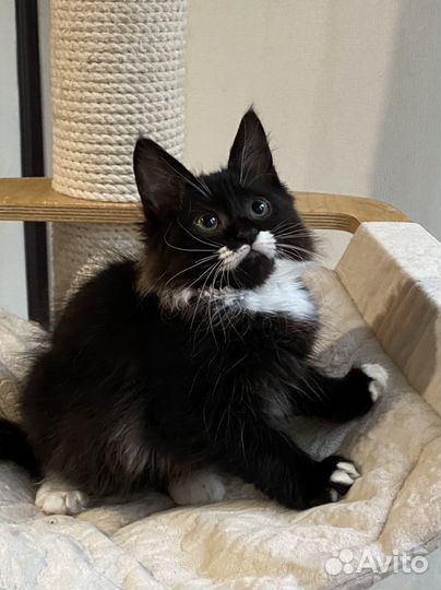 Сибирский котенок