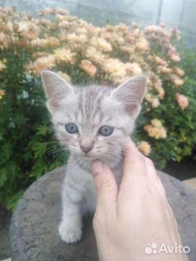 Кошка в дар