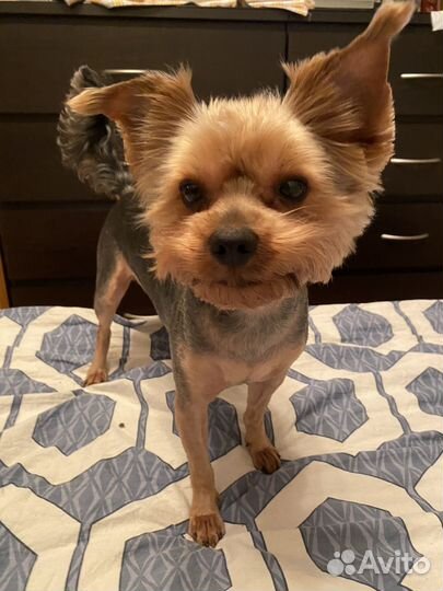 Йоркширский терьер вязка мальчик