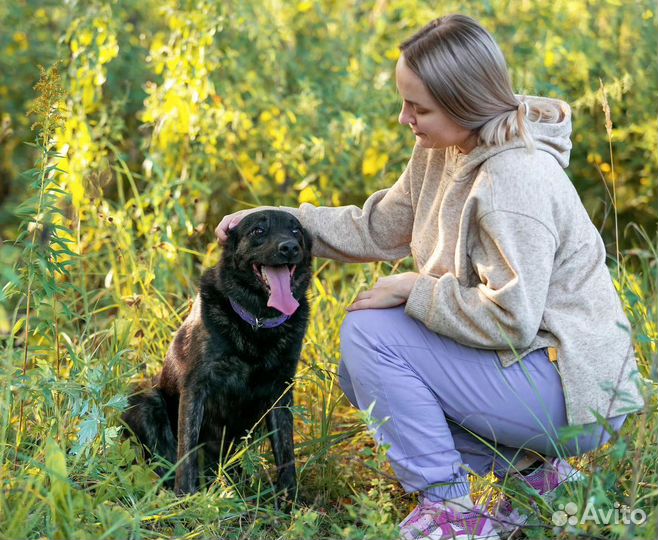 Собака-улыбака из приюта ищет дом