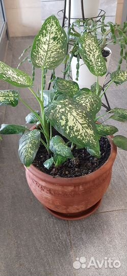 Диффенбахия