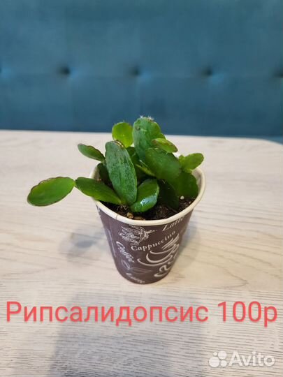 Пеларгония королевская,декабрист, рипсалидопсис