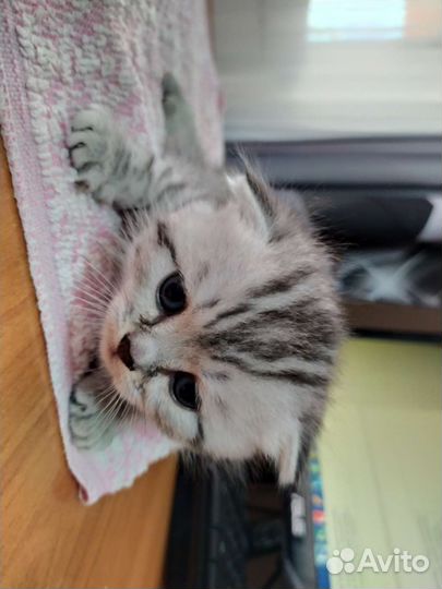 Шотландские вислоухие котята