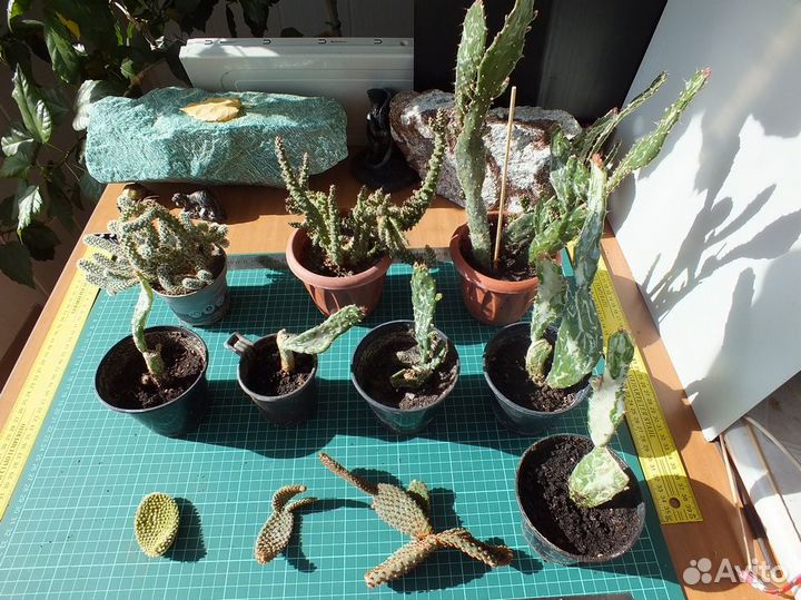 Кактусы Суккуленты Опунции вариегатные + №2