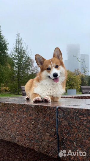 Собака для фотосессий, мероприятий (Корги)