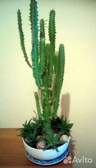 Композиция из суккулентов