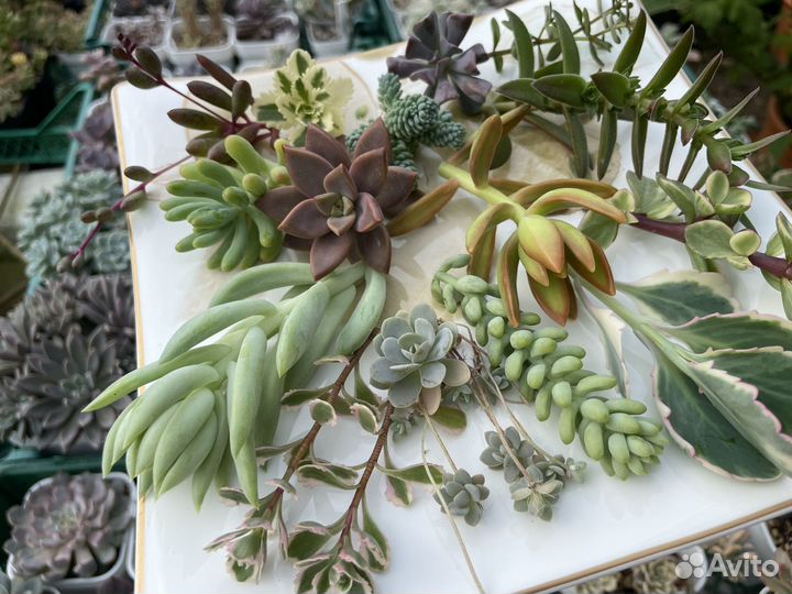 Суккуленты, набор