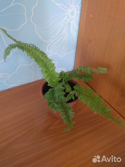 Продаю кудрявый папоротник Нефролепис Эмина
