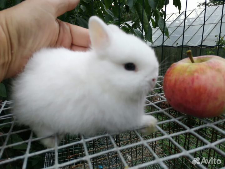 Крольчата гермелины