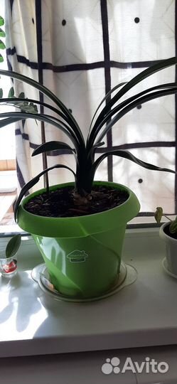 Комнатные цветы