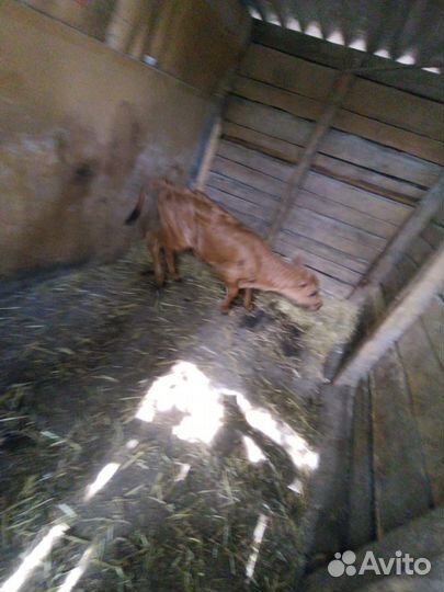 Крс телочка