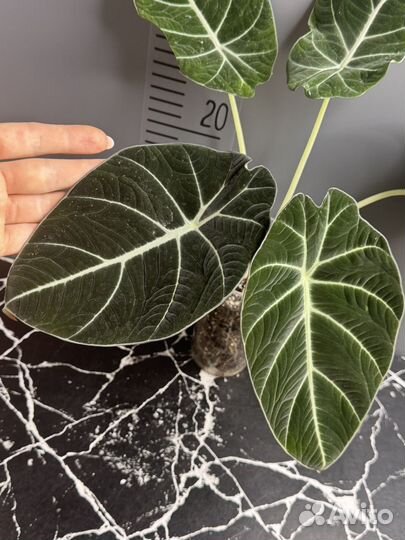 Алоказия блэк вельвет