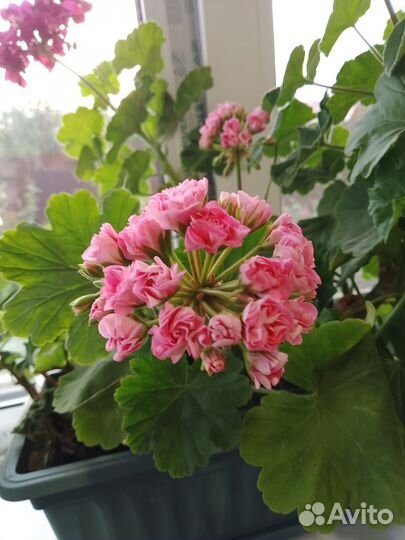 Пеларгония герань сортовая