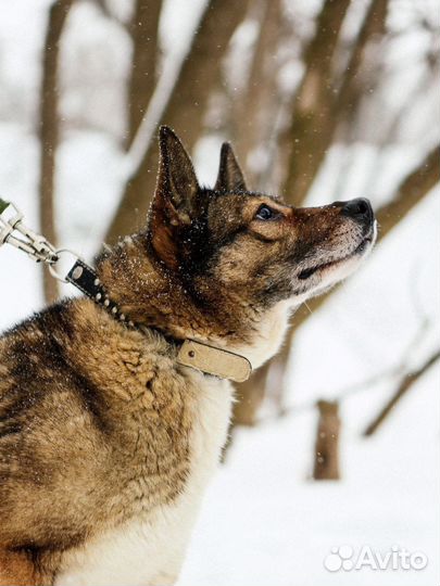 Тома грустит в приюте Некрасовка