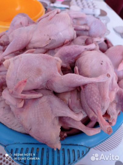Мясо перепелиное свежее
