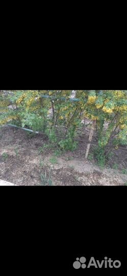 Смородина гибрид